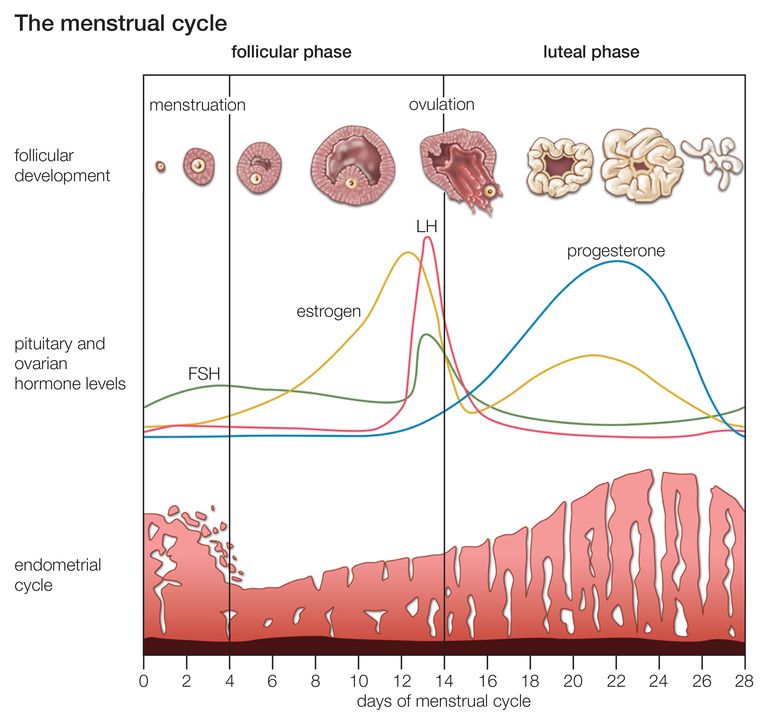 menstrualnog ciklusa, traje dana, Folikularna faza, kada dobijete, menstruacijska faza, menstrualni ciklus