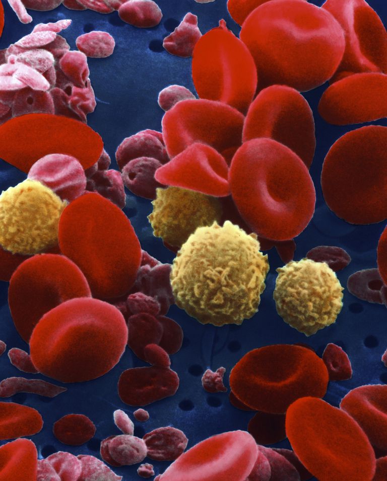krvnih stanica, crvenih krvnih, koštane srži, crvene krvne, crvene krvne stanice
